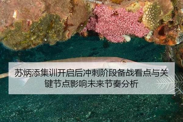 苏炳添集训开启后冲刺阶段备战看点与关键节点影响未来节奏分析